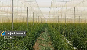 فعالیت ۱۴۷ واحد گلخانه‌ای در استان زنجان