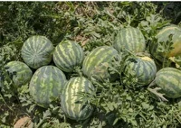 آغاز برداشت هندوانه خارج از فصل از زمین‌های کشاورزی منطقه تازیان