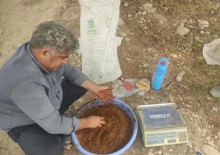 اجرای دو طرح تحقیقاتی علمی برای بهبود تولید گندم در بوشهر اجرای دو طرح تحقیقاتی علمی برای بهبود تولید گندم در بوشهر