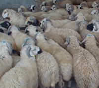 توقيف 20 راس احشام قاچاق در سنقروکليايي