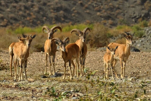 افزایش ۱۵ درصدی جمعیت گونههای حیات وحش در منطقه خارو افزایش ۱۵ درصدی جمعیت گونههای حیات وحش در منطقه خارو