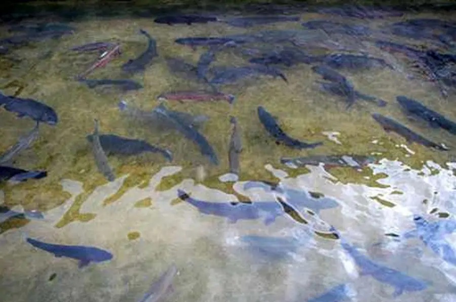 سهم ۱۱ درصدی خرمشهر از تولید پرورش ماهیان گرمابی در کشور سهم ۱۱ درصدی خرمشهر از تولید پرورش ماهیان گرمابی در کشور